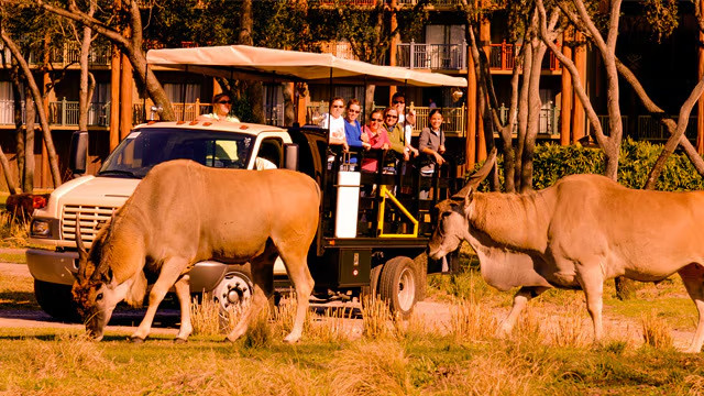 Disney Animal Kingdom Villas Kidani Village Hotel ANY 4 Nights ANY YEAR 2 BR gallery