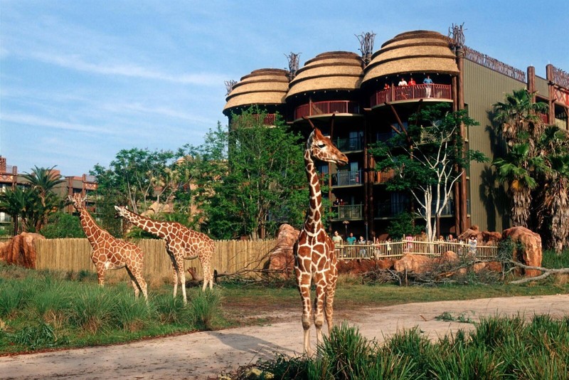 Disney Animal Kingdom Villas Jambo House Hotel ANY 7 Nights ANY YEAR 2 BR point