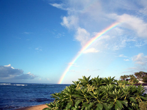 MAUI - KAHANA FALLS RESORT VACATION RENTAL** 1BD/1BA *SPECIAL RATE - $1750.00*