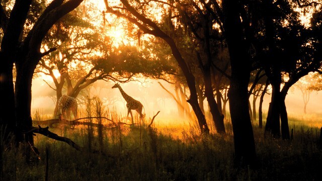 Disney's Animal Kingdom Villas Jambo House Hotel ANY 5 Night ANY YEAR 1 BR point gallery