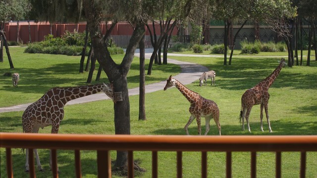 Disney Animal Kingdom Villa Kidani Village Hotel ANY 6 Night ANY YEAR 3BR Resort