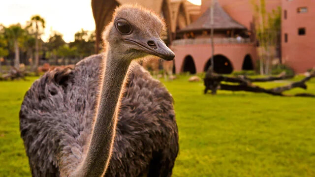 Disney Animal Kingdom Villa Kidani Village Hotel ANY 5 Night ANY YEAR 2BR Resort gallery